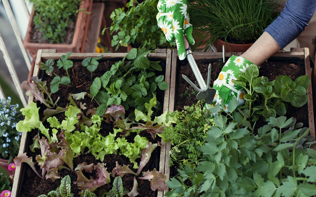 urban-gardening-raintime-irrigation-systems-vegetables-on-a-blaconery